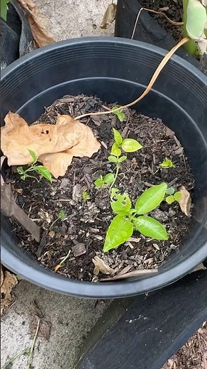 Growing passion fruits from seeds #gardening #vegetablegarden