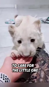 This orphaned lion cub was rescued by a kind man after being abandoned by its mother #rescue #lion | Loveable Stories