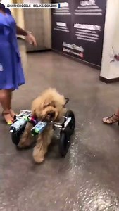 432K views · 472 reactions | The inspirational Josh The Doodle is now the face of non-profit organization Be Like Josh, where they celebrate animals with special needs. : belikejosh.org | The National Desk - TND | Facebook