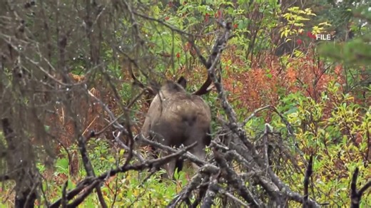 Maine moose permit lottery is now open