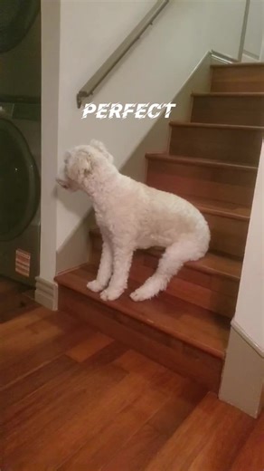 How my dog sit on the stairs and sleep #dog#puppy#fyp