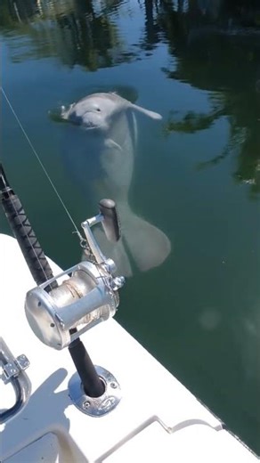 Key largo manatee #Florida #saltwater #keys #fishing
