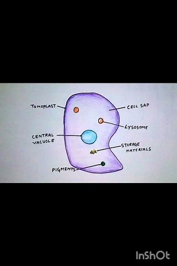 structure of vacuole
