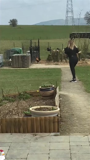 Funny chicken #funny #funnyvideo #animal #animals #chicken | chicken