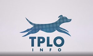 TPLO Surgeries Step 5: Recovery Process - Ironhorse VetCare