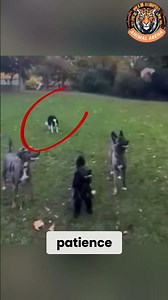 The Smartest Dog Ever! 🐶 Border Collie Outsmarts His Friends!