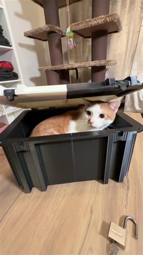 Amur cat CS2 | counter strike 2