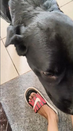 Labrador barking sound video #labrador #pets #dog #cute #shorts