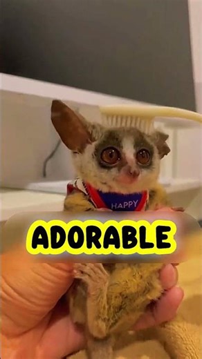 Cutest Wild Animals – Top 5 That Will Melt Your Heart😍#shorts