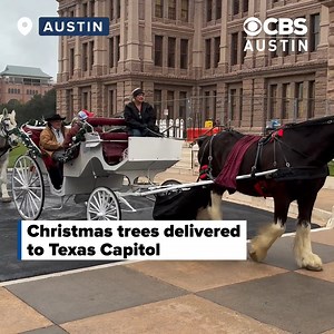 11K views · 145 reactions | Fraser fir Christmas trees were delivered to the Texas Capitol by horse-drawn carriages Monday morning. FULL STORY: https://cbsaustin.com/news/local/christmas-trees-delivered-to-texas-capitol-by-horse-drawn-carriages | CBS Austin | Facebook