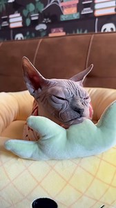 70K views · 3.3K reactions | Neytiri matches the grumpy cat emoji  | Noodybums | Facebook