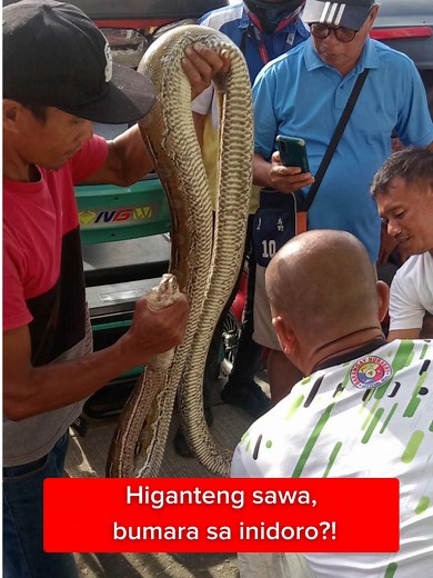 Higanteng Sawa, Bumara sa Inidoro: Isang Nakakagimbal na Kaganapan