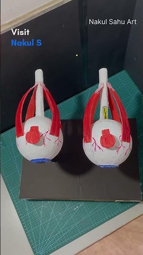 Human Eye Model | 3d model for science exhibition | #biology science Project #shortsfeed