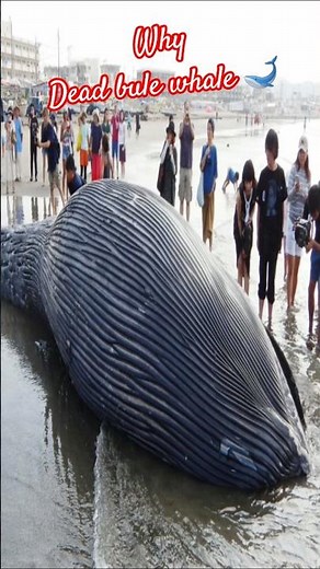 Why Blue Whales Die? 😢 The Shocking Truth #Shorts #BlueWhale