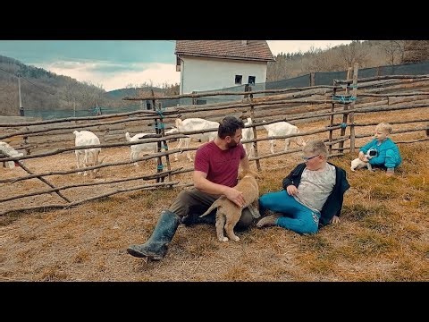 POKLANJAM ŠTENE AZIJATA! 🐶 SAVJETI ZA ODGOJ VELIKIH PASA + PRIČA O MOJIM ŠTENCIMA