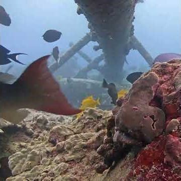 Hawaiian Tropical Reef Fish Party 4k | MEGA Lab Cam | Hawaii live stream #like #fish #youtubeshorts