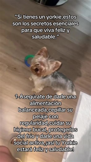 “Yo sé que todos los dueños de Yorkies siempre tienen muchas dudas, pero estos puntos son los principales a tener en cuenta.” 1.Alimentación balanceada. 2.Higiene bucal. 3.Cuidado del pelaje. ¡Con estos tres puntos, tu Yorkie estará en excelente condición! @Yorkie mini~mini #yorkie #yorkieminimini #yorkiepuppies #yorkiemicroteacup #yorkiepuppy puppys yorkies. Para cualquier pregunta 🙋🏼‍♀️ (561)5660125 yo te puedo ayudar mucho con tu Yorkie 🙏 para mi siempre es un placer 🥰💪