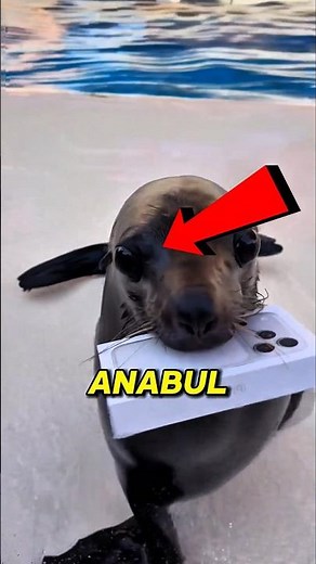 ANABUL HALU! This Seal Gave the Most Absurd Gift 😭🦭 #Shorts