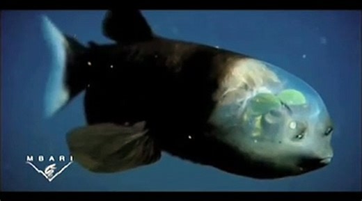 Découvrez le "poisson revenant" cet étrange poisson des profondeurs à la tête transparente - Vidéo Dailymotion