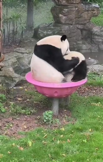 Fluffy Playing Peluches 😂🤣😆 #petcare #petherapy #cuteanimals #panda #fluffy #pandas #cute #naturephotography #nature #care #beautiful #love #babypanda #babypandas #funnyanimals #fblifestyle | Pandas, a Light In My Heart