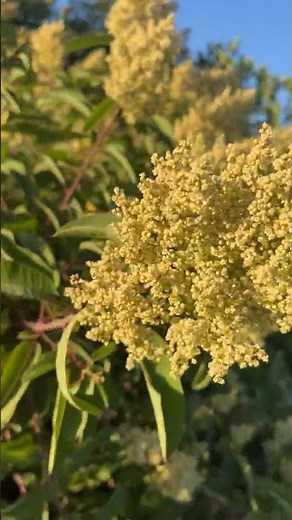 Chaparral Glow | Laurel Sumac in Bloom