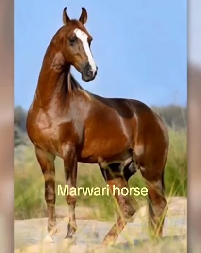 Explore Marwari Horses: Elegance and Heritage