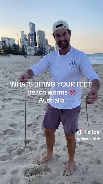 Discovering the Mystery of Beach Worms in Australia