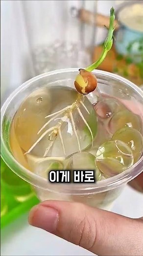 미래 농업이 현실로? 하이드로젤 가드닝!