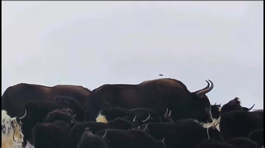 Wild yaks are much larger than domestic yaks. They sometimes mingle with domestic herds in the evening, then return to the wild the next morning when the domestic yaks head out to graze. #tibet #wildlifephotography | SnowLion Tours - Journey to Tibet