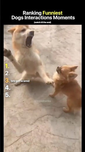 Ranking Funniest Dogs Interactions Moments Part 2
