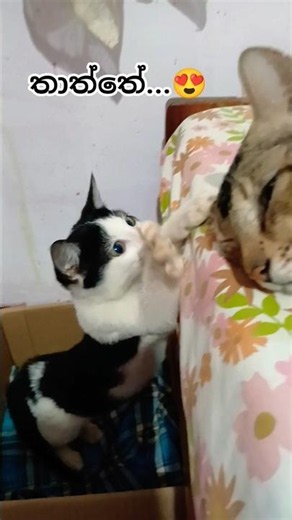 Look at them🤣🤩#beatifulnature #cat #yousee #short