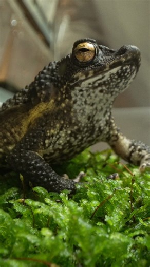 The Puerto Rican crested toad has faced a dramatic population decline due to habitat loss, disease and changes in rainfall patterns. At Omaha's Henry Doorly Zoo and Aquarium, conservationists are working to reverse that trend through carefully managed breeding programs that help grow healthy populations. These efforts give the species a chance to return to its native habitat and rebuild numbers in the wild. Learn more about this important work on Mutual of Omaha's Wild Kingdom Protecting the Wil