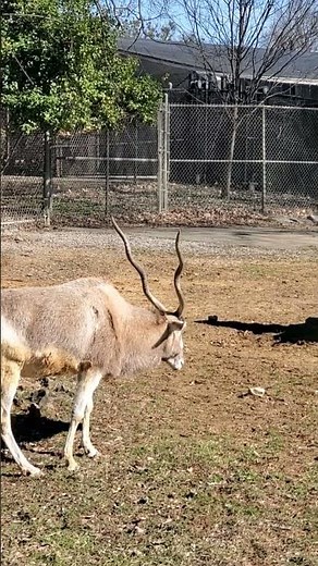 싱싱한 초록 풀이 그리웠다요! Enjoys fresh green grass. #animals #spring #동물 #봄 #초록색