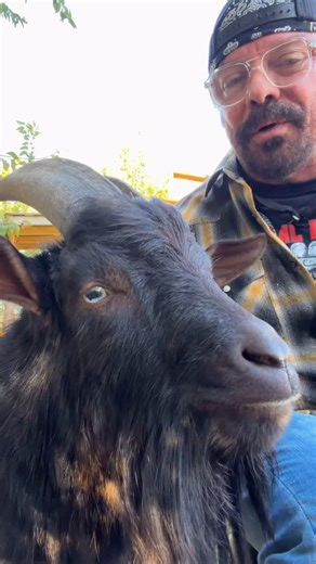 Deano Jones on Instagram: "I love Frank. #feralfrank #goatsofinstagram #goatel #goat #crownfoxhabitat #farmlife #goatlife #goats #childrensbook #dontstopbelieving"