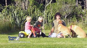 16K views · 170 shares | A complete dog and puppy training program. From puppy mouthing and toilet training, to dog aggression and pulling on the leash, separation anxiety, jumping up...its all covered off. If you are serious about developing an amazing relationship with your dog or puppy take a look at my training program here... www.theonlinedogtrainer.com | Doggy Dan | Facebook