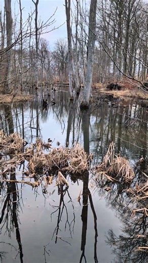 Shrek? 🫣😅 #nature #asmr #swamp #shorts