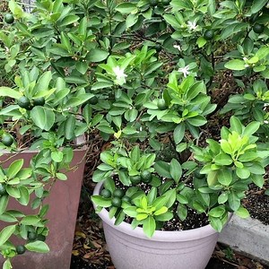 4.3K views · 242 reactions | So how do you grow a potted calamansi (calamondin) tree that bears a lot of fruits? 1. Lots of sunshine (at least 6 hours) 2. Use a good quality potting media. 3. Fertilize regularly with banana peels and egg shells. So simple and easy to do. Happy gardening! #UrbanGardeningMom #UrbanGardeningPh #GrowYourOwn #HomeGardeningPh #GrowCitrusAtHome | Urban Gardening Mom | Facebook