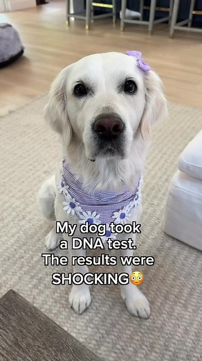 1.8M views · 46K reactions | 100% good girl #cutedog #funny #goldenretriever #dogsofinsta | Lady and the Blues | Facebook