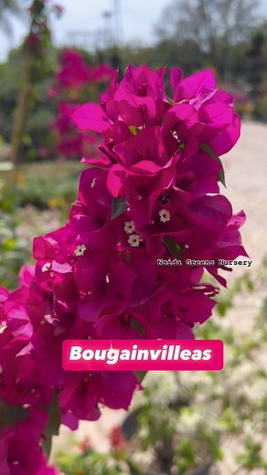 2.7K views · 59 reactions | Add a pop of color to your home with Bougainvillea plants from Noida Greens Nursery! These low-maintenance, fast-growing climbers are perfect for gardens, balconies, and terraces.  Visit Noida Greens Nursery or Order Now!  DM or Call to Buy! #BougainvilleaPlants #NoidaGreensNursery #GardenVibes #GreenHome #FloweringPlants #GardenDecor #PlantLovers #NoidaPlants #GardeningIndia | NOIDA GREEN | Facebook