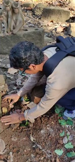 Brother Builds a Cozy Bed for a Baby Monkey