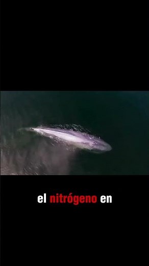 The Vital Role of the Blue Whale in the Marine Ecosystem