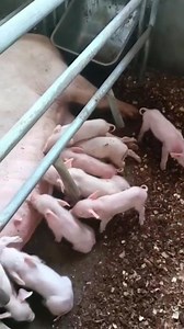 *📌 REPRODUCTEURS PORCINS CERTIFIÉS – PERFORMANCE, SANTÉ & RENTABILITÉ | DÉCEMBRE* Dans le cadre du renouvellement annuel des cheptels reproducteurs, la *Ferme SOCAC* propose aux éleveurs des reproducteurs rigoureusement sélectionnés, combinant excellence génétique, sécurité sanitaire et performance économique. 🐖 REPRODUCTEURS DISPONIBLES ✔️ Truies prêtes à la reproduction ✔️ Mâles reproducteurs (verrats) 🧬 GÉNÉTIQUE CONTRÔLÉE : Topigs TN60 × Duroc Forte prolificité et bonne aptitude maternell