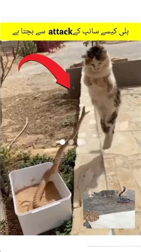 how does a cat avoid a snake attack 🐍 #shorts #cat #snake snak