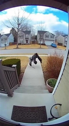 Gorilla Charges to Doorstep but Gets Attacked by a House Cat — Runs Away Instantly!
