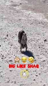 Squirrel Search Nuts 🌰 🤣 Follow @bestanimalsreels For More Videos 🎥 By IG : @explor.ef.urther #bestanimalsreels #squirrel #nuts #bigballs #bignuts #funny #squirrels #funnyanimals #wildlife #wildlifephotography #wildanimals #funnyvideo #funnyvideos #funnysong #funnysongs #funnysound #aminebelhouari We dont claim Ownership over these Videos. Credit goes to its respective Owners. For Copyright please DM Our social Media : 👇(contact on us Instagram ) Youtube : https://www.youtube.com/@Bestanimal