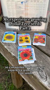 42K views · 828 reactions | My experience growing Dollar Tree sunflower  seeds. #backyardgarden #dollartree #seedsaving #zone8b #sunflowers #frugalgardening #gardeningforbeginners #countryliving #homesteadlife | That Homesteading Mama | Facebook