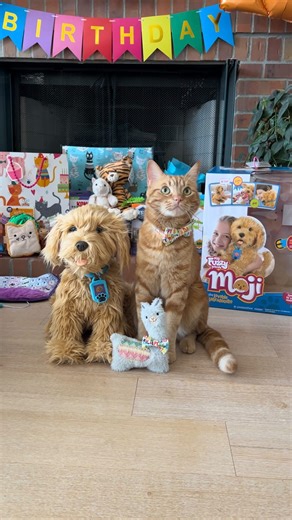 Tiger JoJo 🐱 on Instagram: "I got a Golden Labradoodle named Moji for my Golden 5th Birthday! 🐱❤️🐶 He is supposed to do tricks but I think I know way more tricks than he does! 😹 I don’t know if you know, but I absolutely love the doggies! 🐈❤️🦮 #puppy #dog #play #happybirthday #presents #party #birthdayparty #love #happy #kitty #fun #newfriends #catsofinstagram #friends #nodrama #tigerjojo #reels"