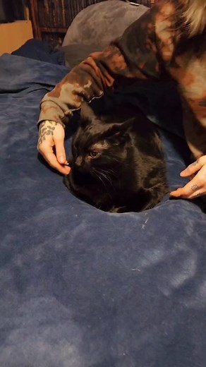 Drama Queen Black Cat Videos on CatTok