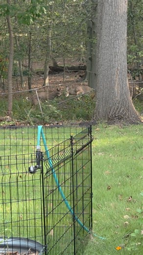 City buck brawl! My sister-in-law sent me this video from her backyard where two young bucks locked antlers and then frantically tried to break free. In all my years in the woods, I have NEVER seen two bucks get locked, I've only found them on the ground afterwards when they couldn't break free. What a sight! #whitetail #deer #wildlifephotography #deerseason | Dom Gatto Wildlife Photography