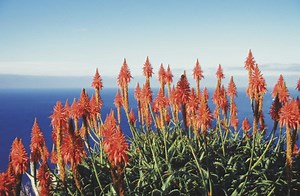 How Do I Prune Flowering Aloe?